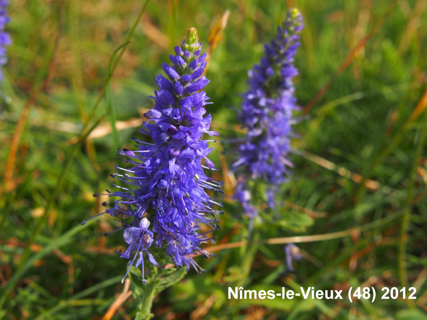 Speedwell, Spiked flower